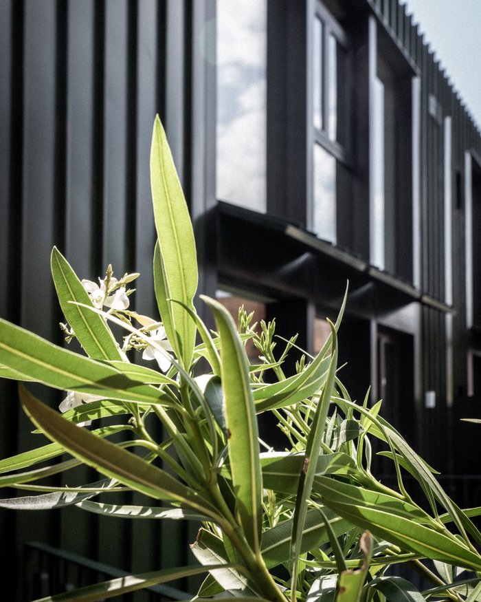 Pianta verde davanti a una facciata di casa moderna nera